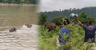 নেত্রকোণায় মানুষের তাড়া খেয়ে পালালো বুনো হাতির পাল